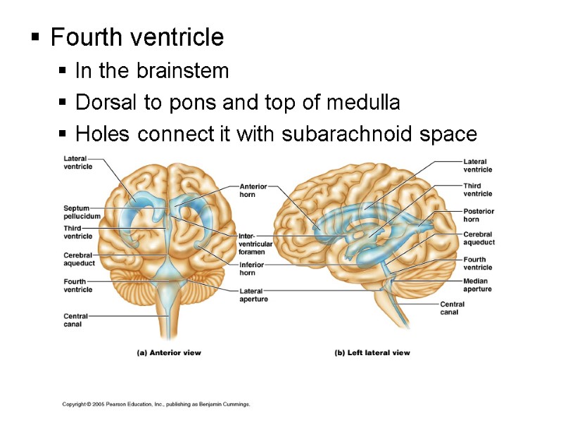 Fourth ventricle In the brainstem Dorsal to pons and top of medulla Holes connect